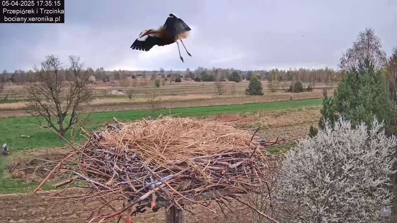 05042025paresekundwgniezdzie_37