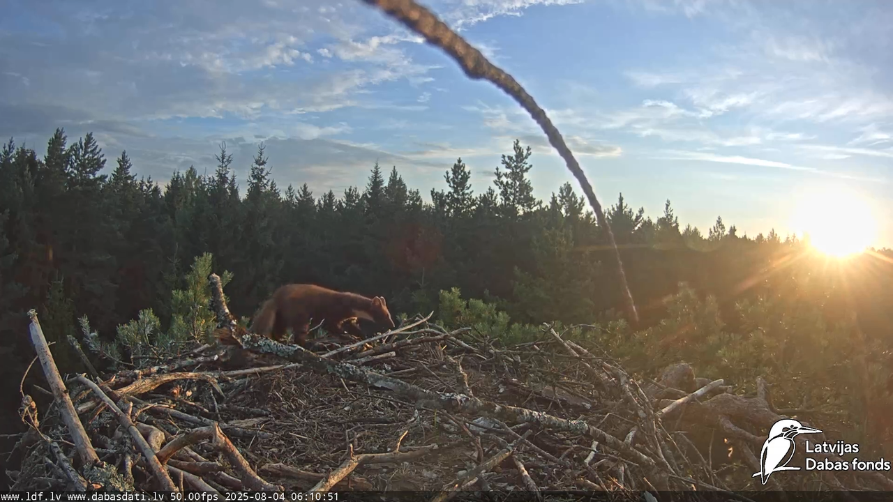 Zivju ērgļi (Pandion haliaetus) Kurzemē 13-9-47 screenshot