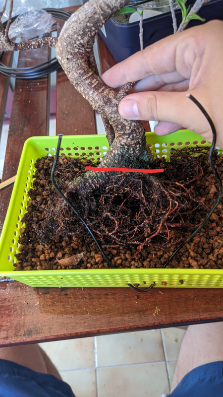 Ficus pregunta