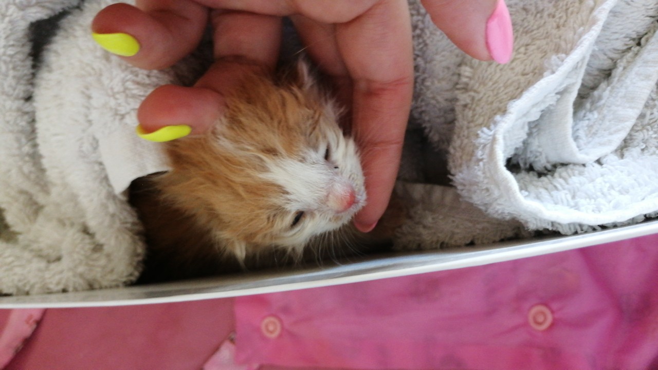 юлин котенок