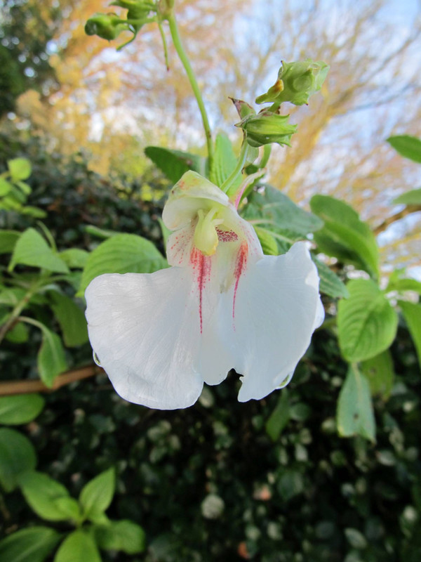 Impatiens tinctoria