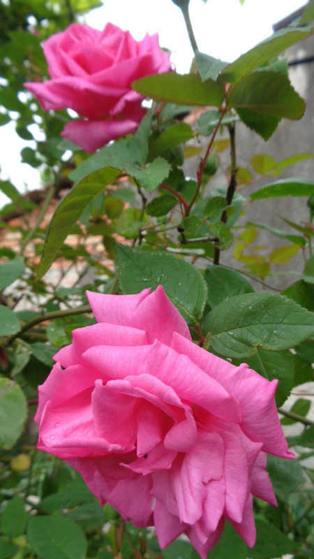 DSC02867