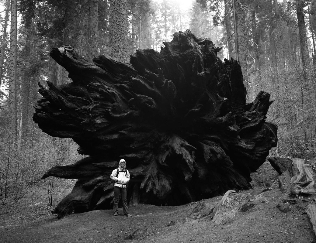 24HR_Sequoia
