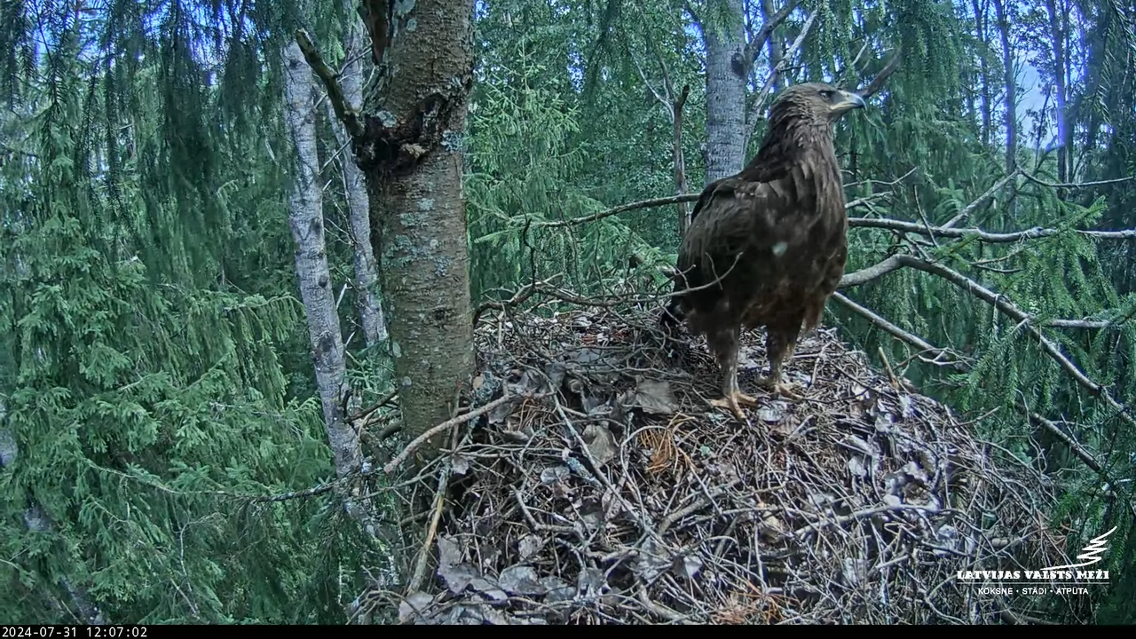 LVM mazais ērglis Lielā sala, egle – Lesser Spotted Eagle 8-3-51 screenshot