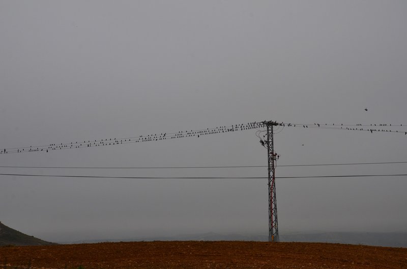 Navarra y sus pueblos-2015 - Blogs de España - Las Bárdenas Reales-15-11-2015 (4)