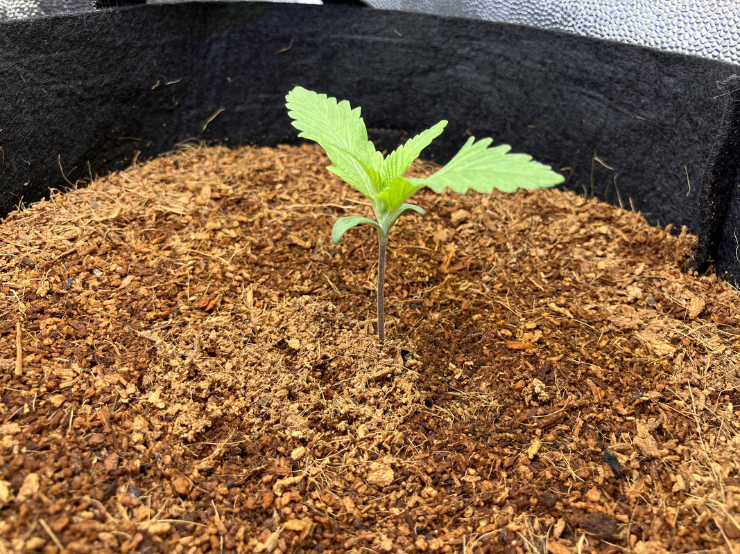 fIMG_1225(marzo 20  2023)