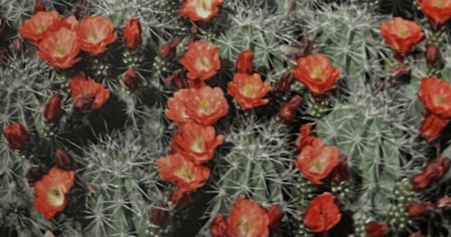 [Image: Blogpost-Strategic-Monoliths-Microservices.png]