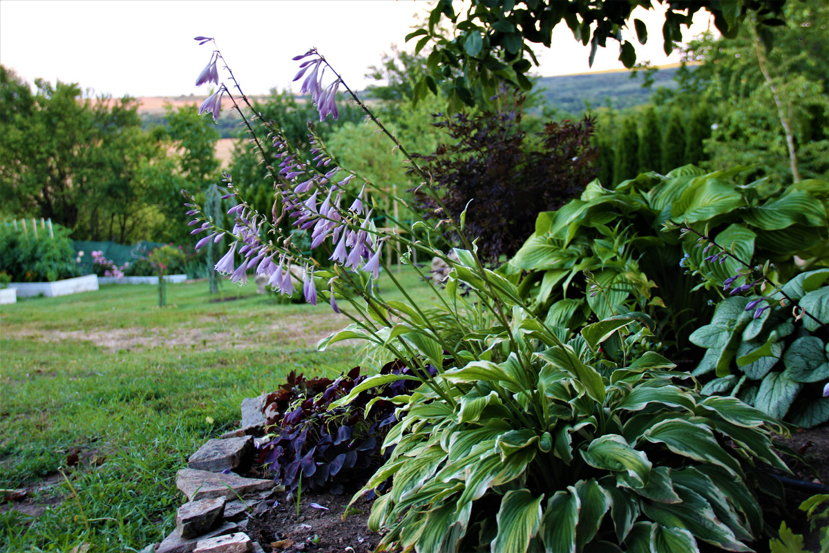 Хоста /Hosta /Функия - Page 146 - Форум HobbyKafe.com