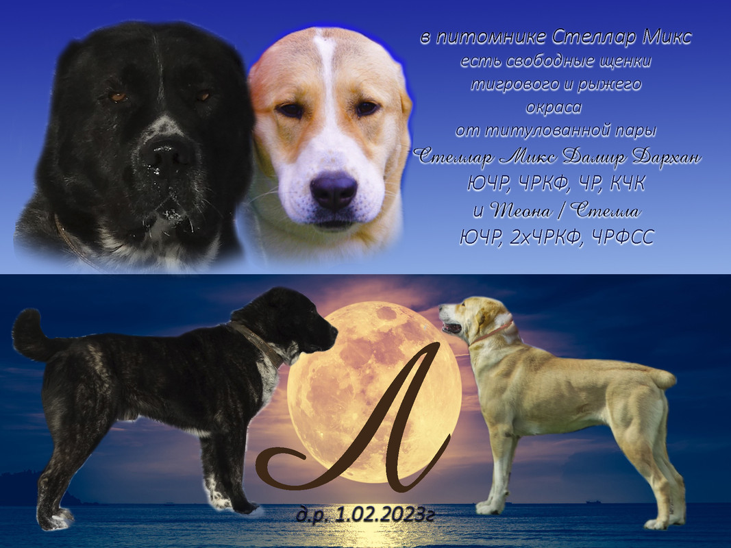 щенки Л с родите