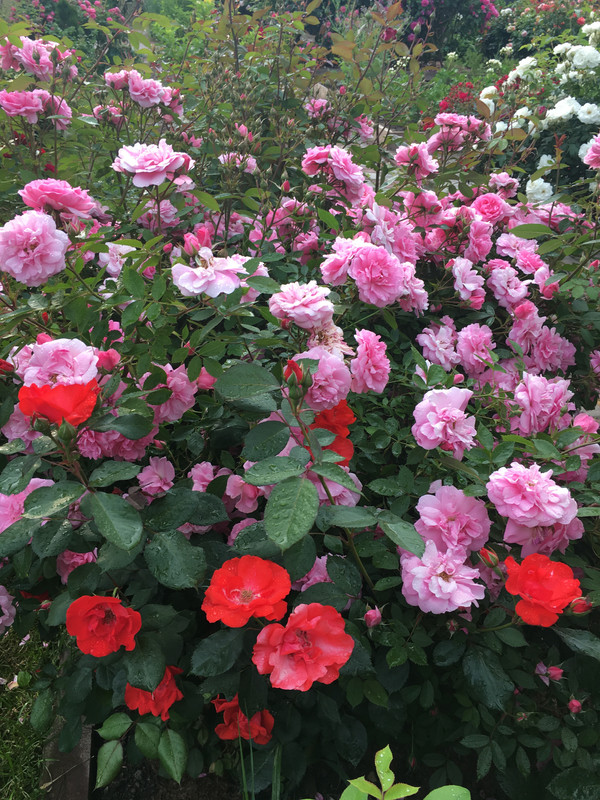 825EF7C9-EDF7-4C32-A2B2-5A21E3A669DA