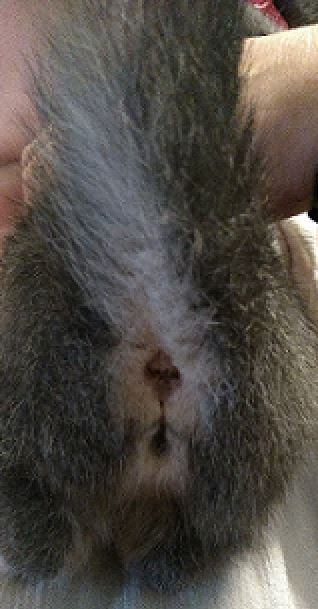 Preview image for a collapsed post.