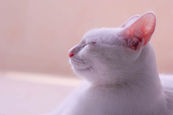What Are the Symptoms of Ear Mites in Cats and How Can They Be Treated