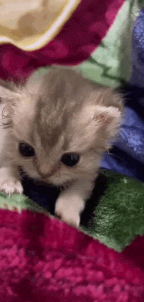 Kitten-Newborn-11f742b0dfeb9fcd.gif