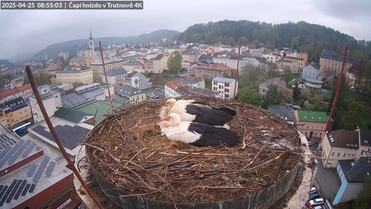 Tiešraidē no stārķa ligzdas uz alus darītavas skursteņa Trutnovā 11-40-50 screenshot