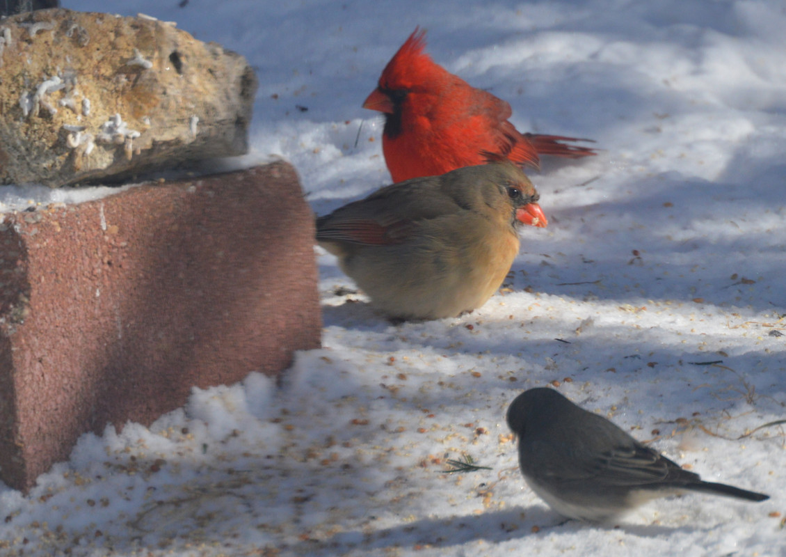 2021-2-16 Birds (10)