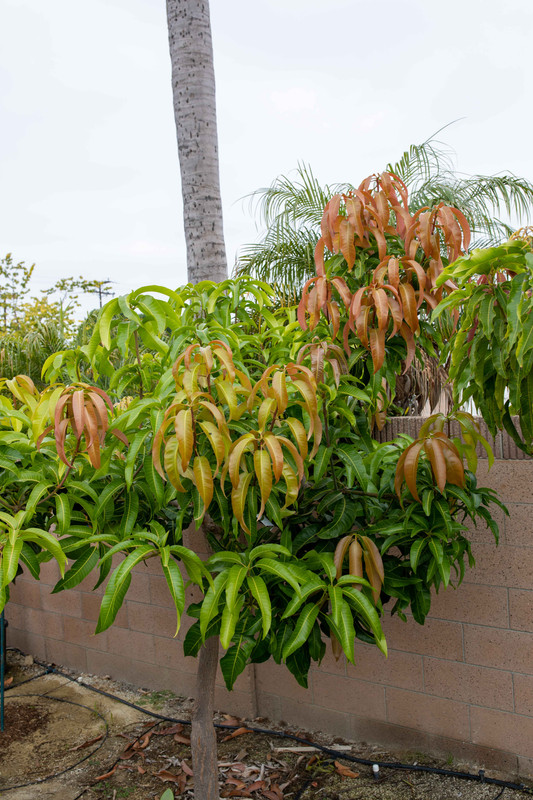 8U1A4370  Coconut Cream-Seacrest Mango Tree, Side View (9-19-2021)