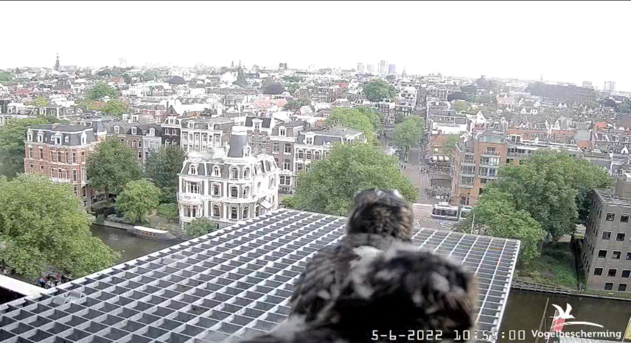 Amsterdam/Rijksmuseum screenshots © Beleef de Lente/Vogelbescherming Nederland - Pagina 18 Video-2022-06-05-105615-Moment-4