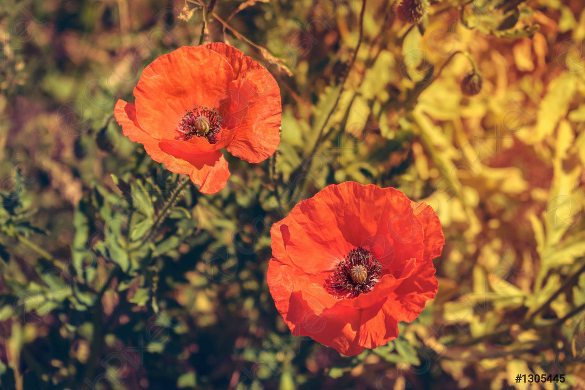 two-bright-red-poppies-sun-1305445