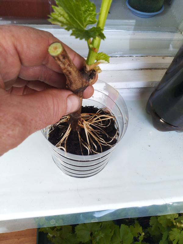 IMG_20240330_123924 (1)