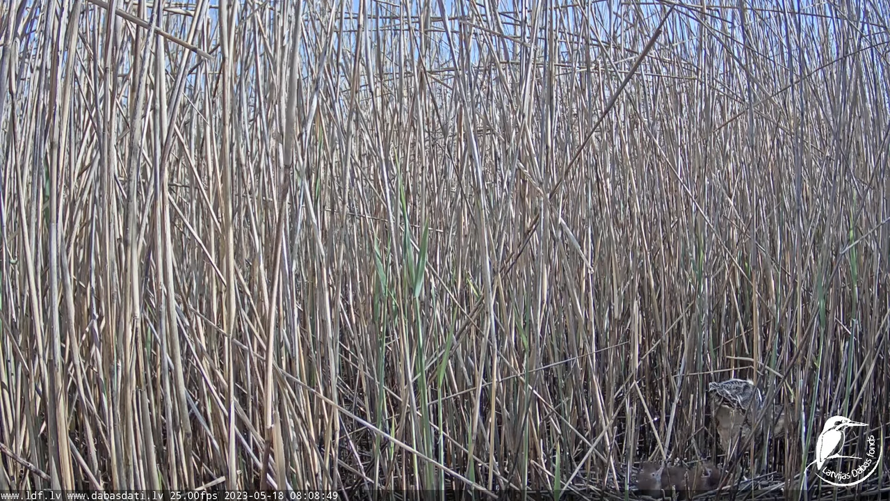 Lielais dumpis (Botaurus stellaris) Engurē - LDF tiešraide 11-36-54 screenshot