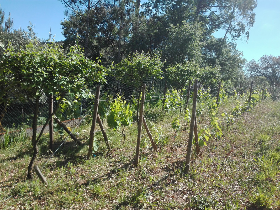 wine grapes vine