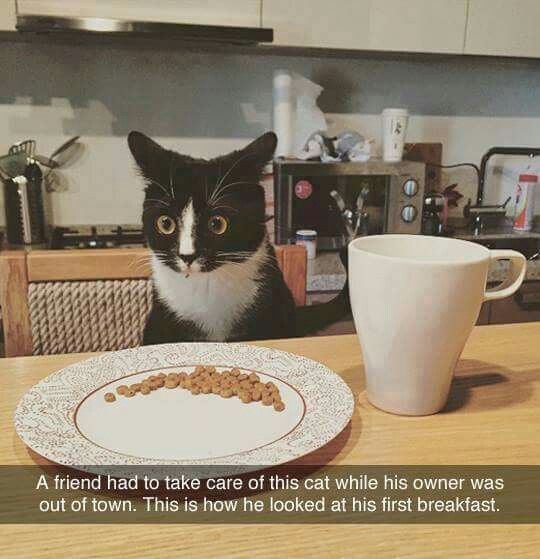 Cat Humor #8