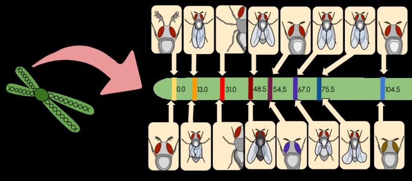 Последовательность генов плодовой мушки Drosophila melanogaster