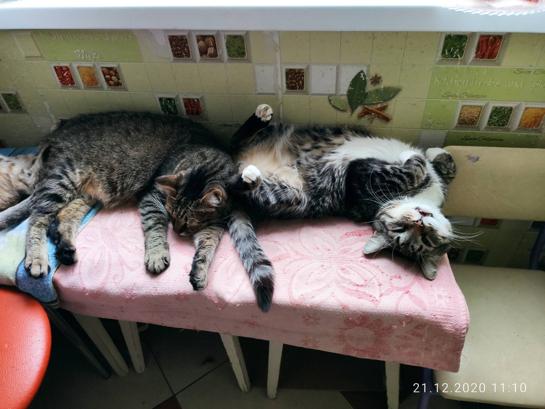 изображение_viber_2020-12-24_23-23-27