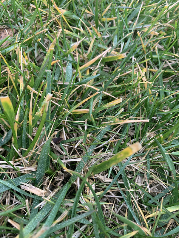 Why is my grass yellowing? Lawn Care Forum