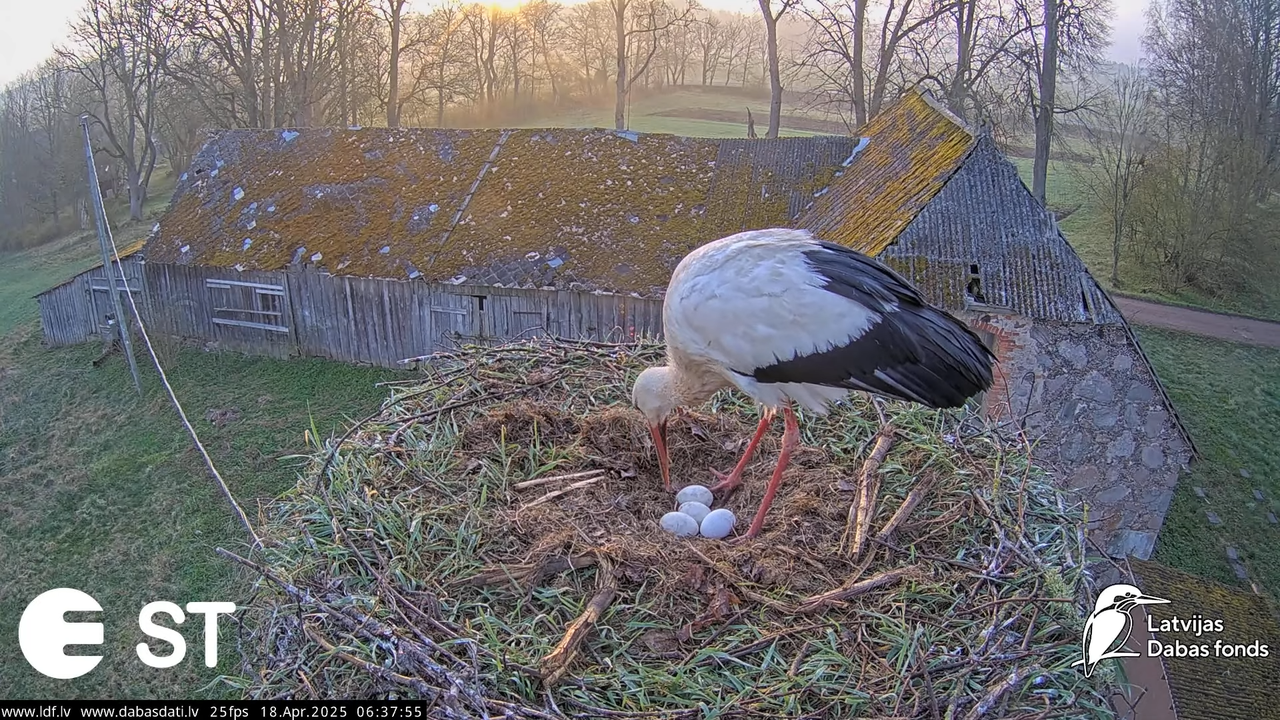 (20) Baltie stārķi (Ciconia ciconia) Tukuma novadā __ White storks in Tukums, Latvia - YouTube - 662