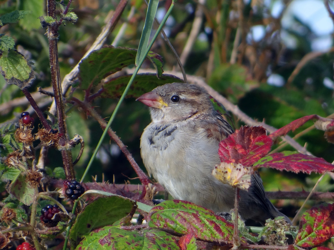 SPARROWS 72 230825
