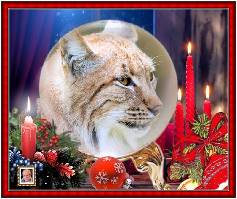 MOOIE-KATER-2