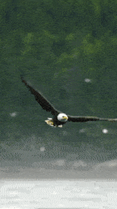 kartal.gif