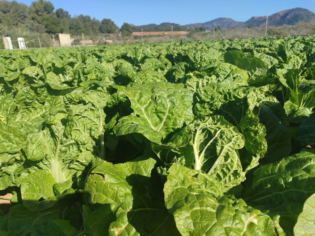 Campos en la Sierra Calderona