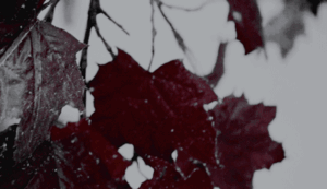 969cf7086719f2010c9f11fa8bccb4c4-ezgif-com-resize-2.gif