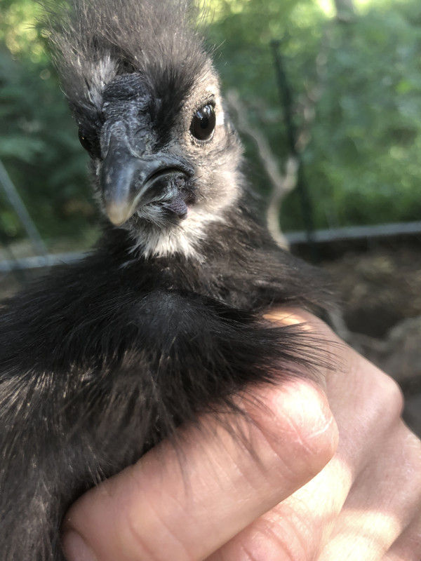 41A682DB-EC32-44ED-8AFD-75F2286A9932