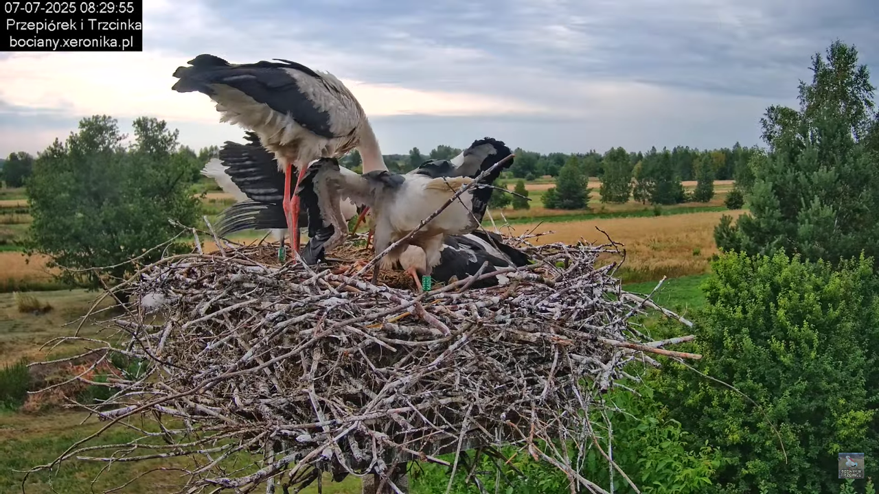 07072025bociany17