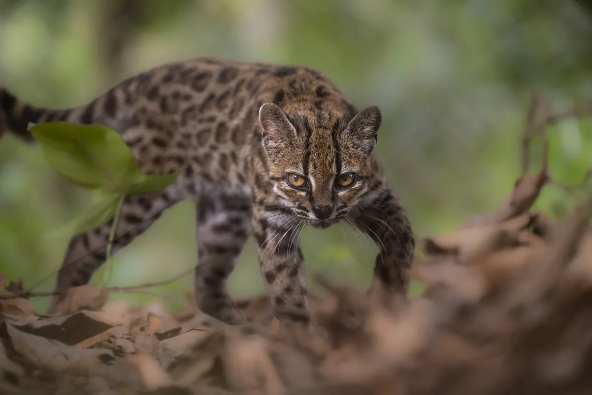 bobcat.png