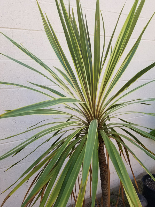 [Image: 20210608-191439.jpg]