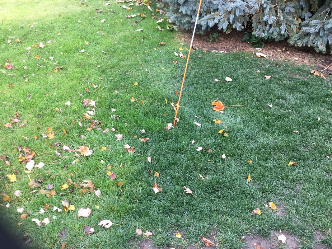 Wolverines Lawn Renovation with a Poa Trivialis twist Page 5 Lawn Care Forum