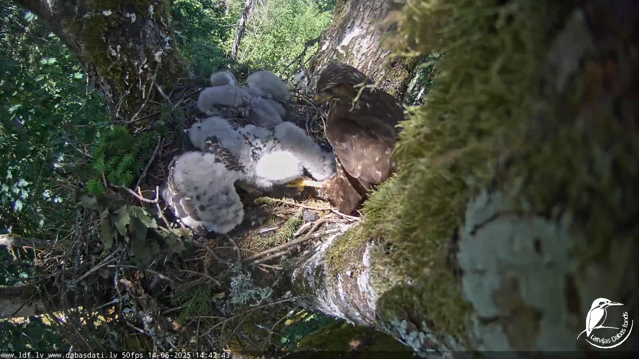 Melnās klijas (Milvus migrans) Kurzemē_ peļu klijāni (Buteo buteo) 11-42-51 screenshot