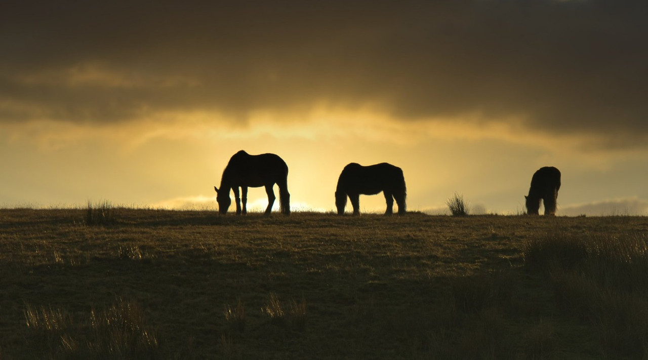 gold-horses-sunset.jpg