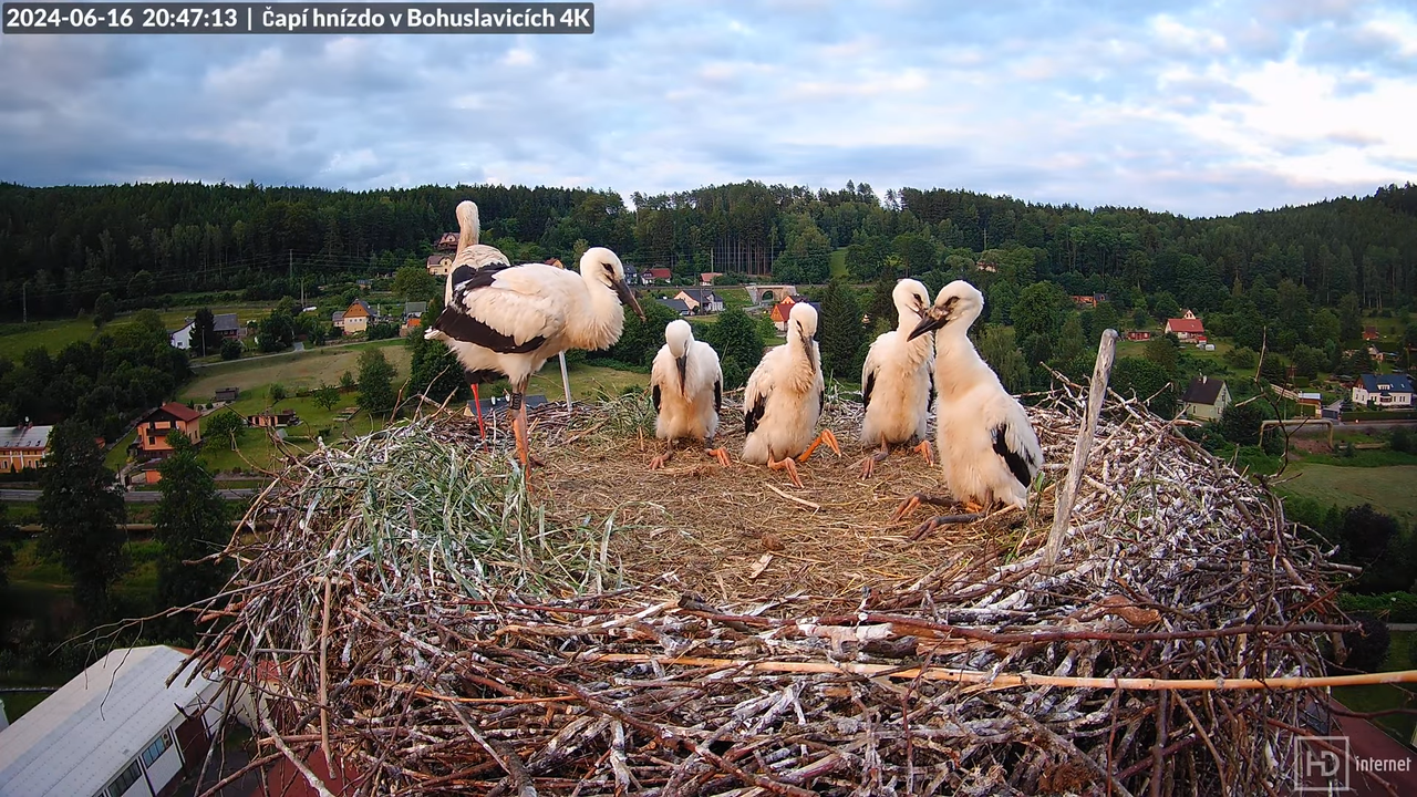 Živě z čapího komína firmy KARA v Bohuslavicích u Trutnova 9-2-6 screenshot