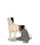 pittiepupadultblacksmallhalfright