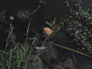 51.2.baby in the water II