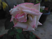 2.4.pinky and rosy IV