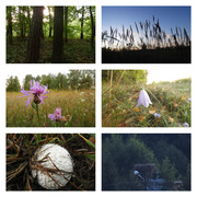 biegnebyogladacpustegniazdo