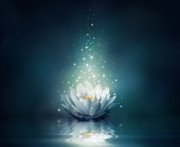 flower-water-lights-lotus-wallpaper-preview