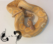 Helios (M;2020 Banana Cinnamon)