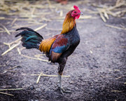 Old English Game Cock (Gallus domesticus) - JPB_9372